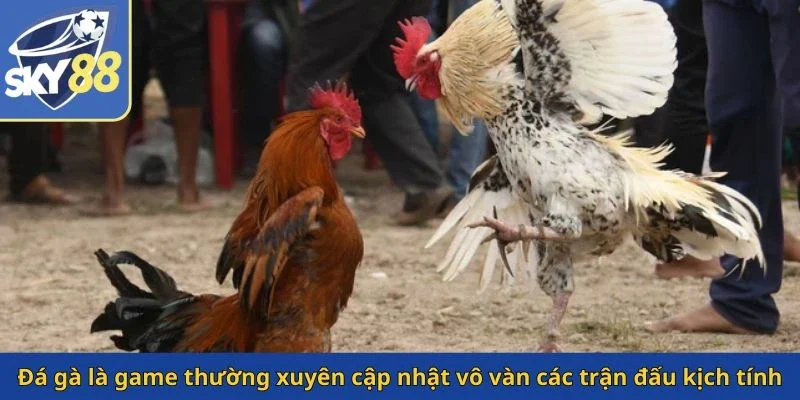 da-ga-la-game-thuong-xuyen-cap-nhat-vo-van-cac-tran-dau-kich-tinh