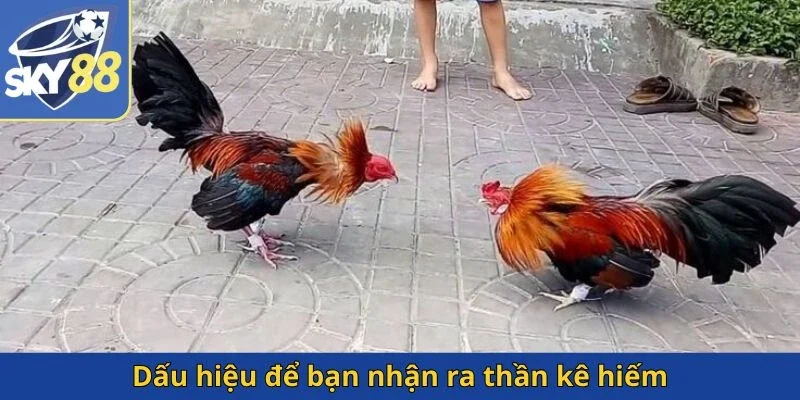 dau-hieu-de-ban-nhan-ra-than-ke-hiem