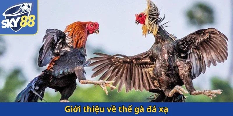 gioi-thieu-ve-the-ga-da-xa