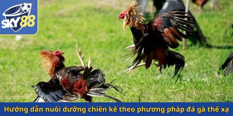 huong-dan-nuoi-duong-chien-ke-theo-phuong-phap-da-ga-the-xa