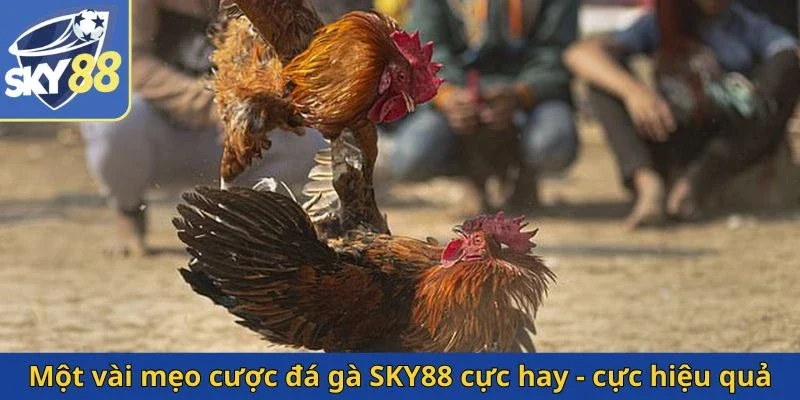 mot-vai-meo-cuoc-da-ga-sky88-cuc-hay-cuc-hieu-qua