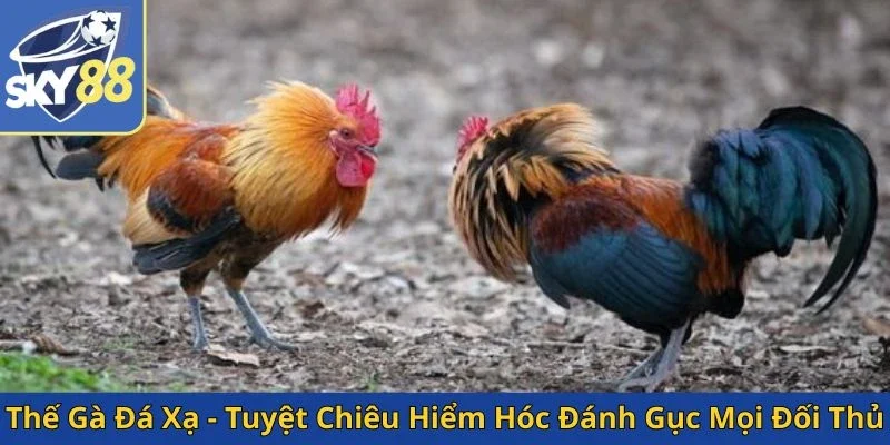 the-ga-da-xa-tuyet-chieu-hiem-hoc-danh-guc-moi-doi-thu